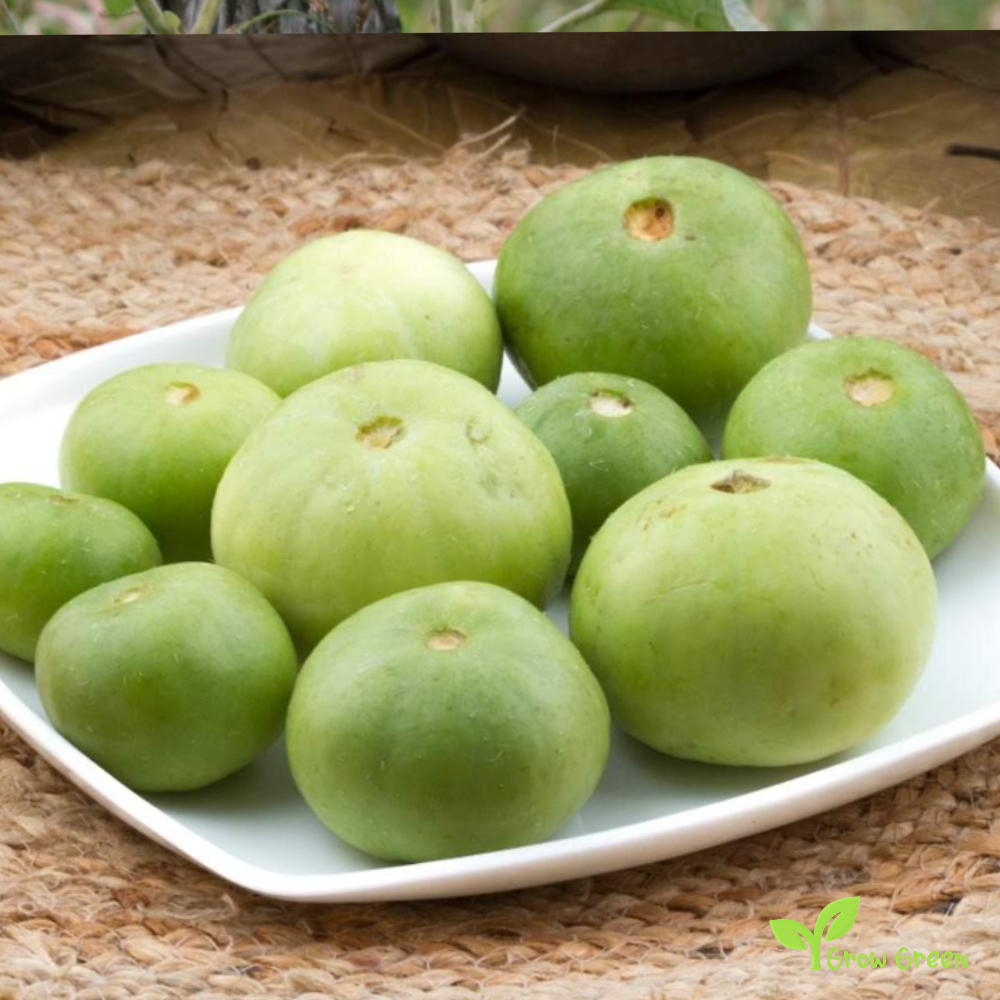 5 seeds of Tinda - PRAECITRULLUS FISTULOSUS - Indian Squash + Gift 5 seeds of Sunflower