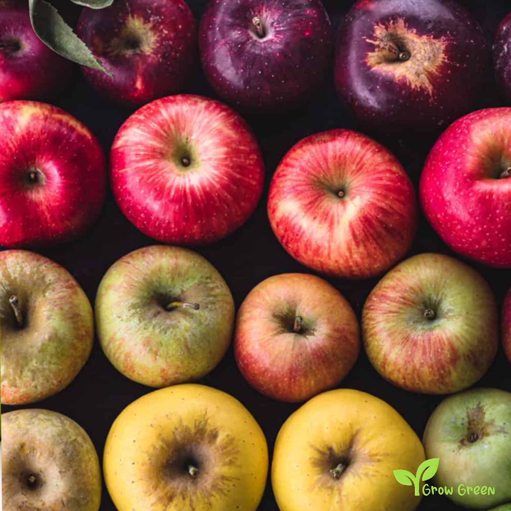 10 seeds of random mixed colour Apple - MALUS DOMESTICA + Gift 5 seeds of Sunflower