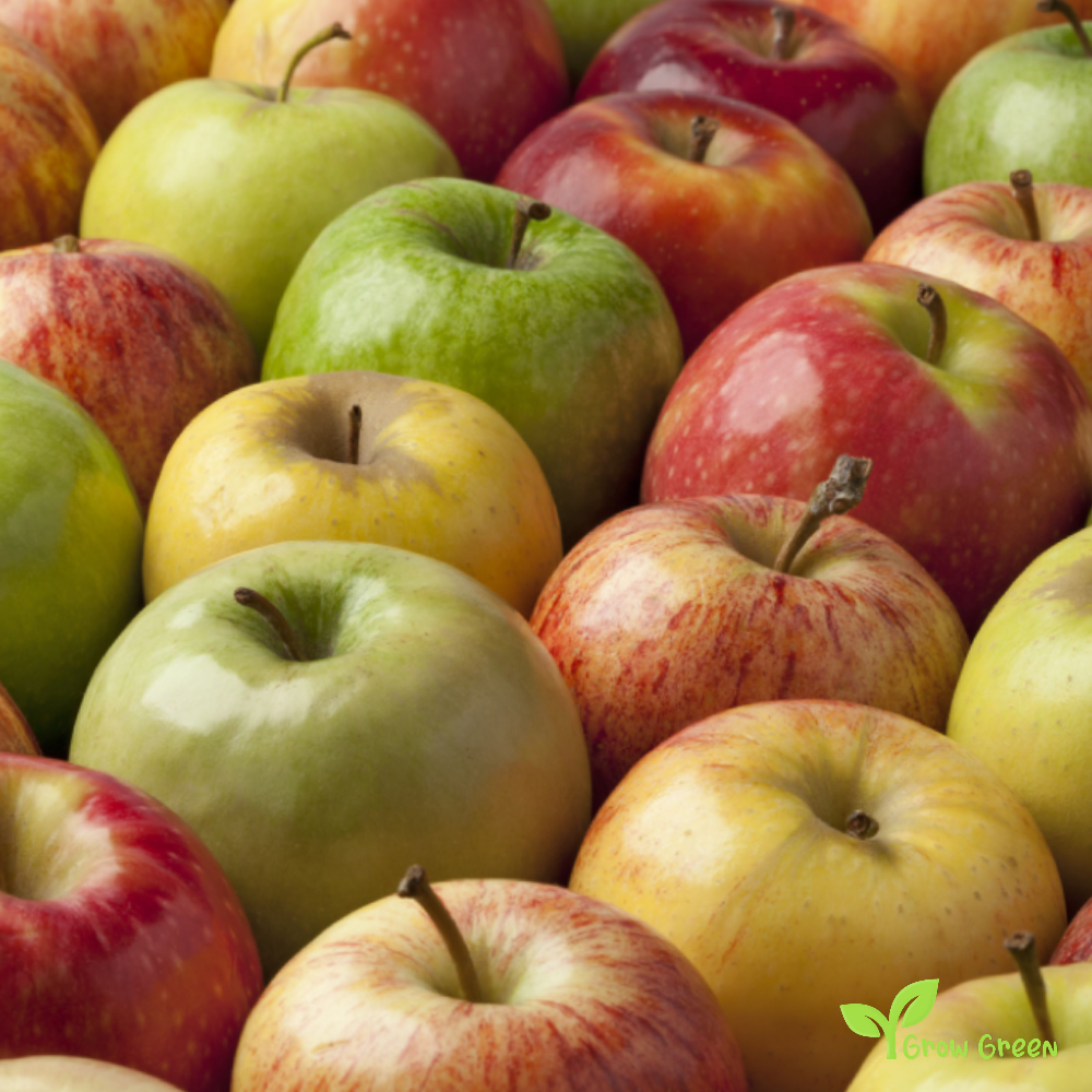 10 seeds of random mixed colour Apple - MALUS DOMESTICA + Gift 5 seeds of Sunflower