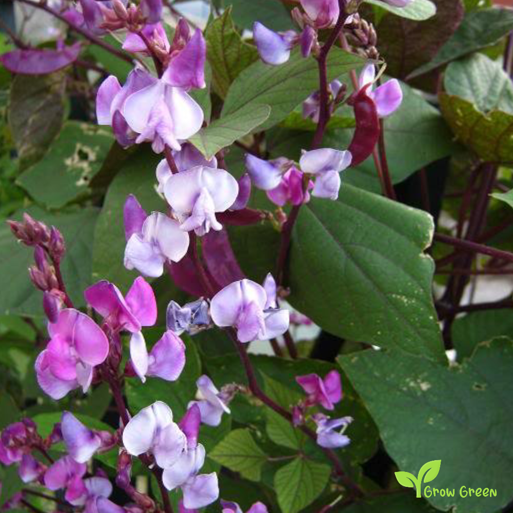 5 seeds of Bicolor Lablab Purpureus - HYACINTH BEAN - Dolichos + Gift 5 seeds of Sunflower