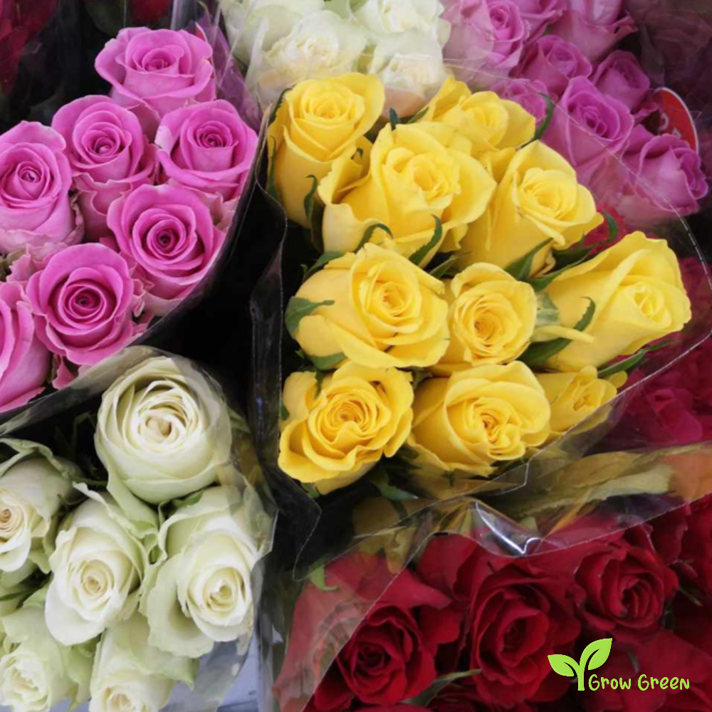 40 seeds of mixed random colour Rose - ROSA + Gift 5 seeds of Sunflower