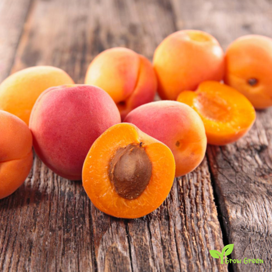 2 seeds of Apricot - PUNUS ARMENIACA + Gift 5 seeds of Sunflower