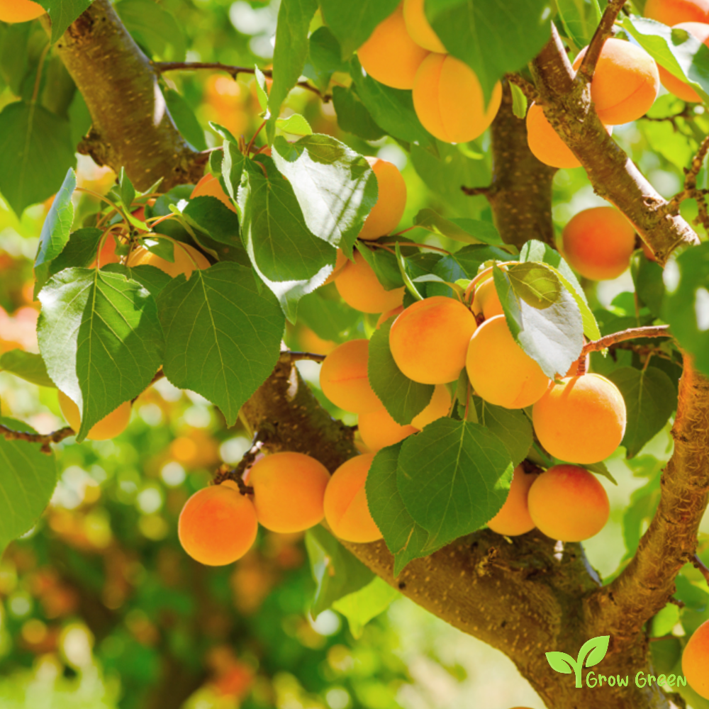 2 seeds of Apricot - PUNUS ARMENIACA + Gift 5 seeds of Sunflower