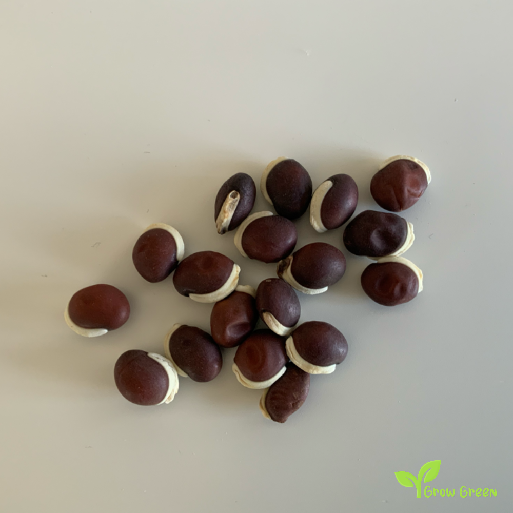 30 seeds of BROWN Lablab Purpureus - HYACINTH BEAN - Dolichos+ Gift 5 seeds of Sunflower