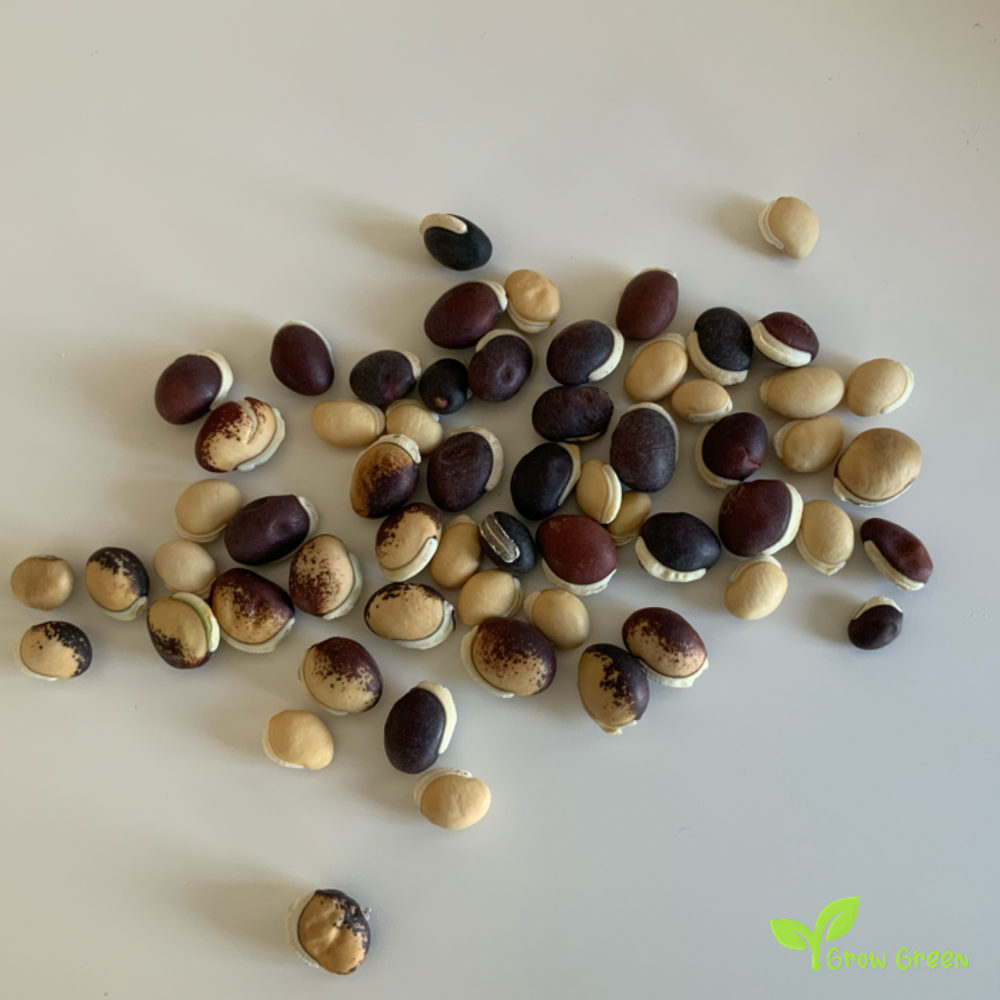 30 seeds of mixed random colour Lablab Purpureus - HYACINTH BEAN  Dolichos + Gift 5 seeds of Sunflower