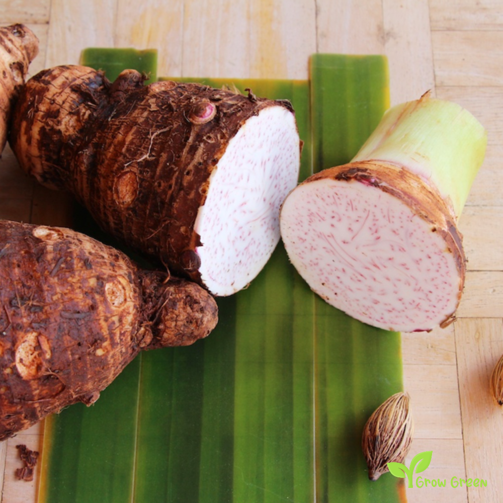 1 corm of Taro - COLOCASIA ANTIQUORUM ESCULENTA + Gift 5 seeds of Sunflower