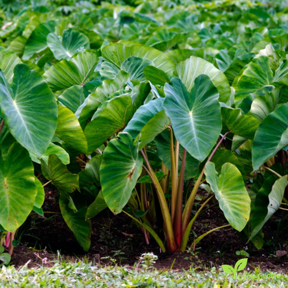 1 corm of Taro - COLOCASIA ANTIQUORUM ESCULENTA + Gift 5 seeds of Sunflower