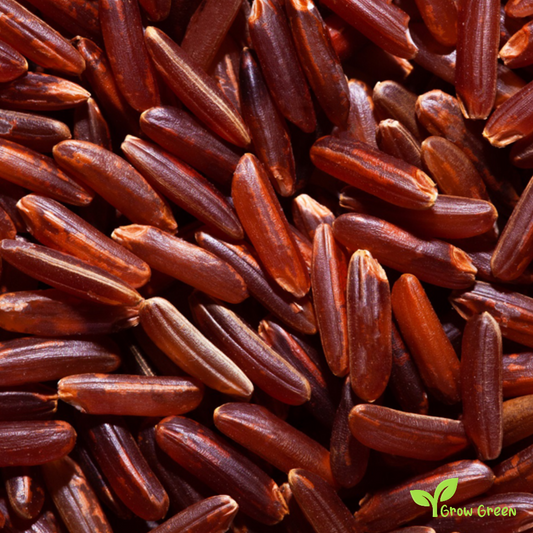 30 seeds of Tai Red Rice - ORYZA SATIVA + Gift 5 seeds of Sunflower