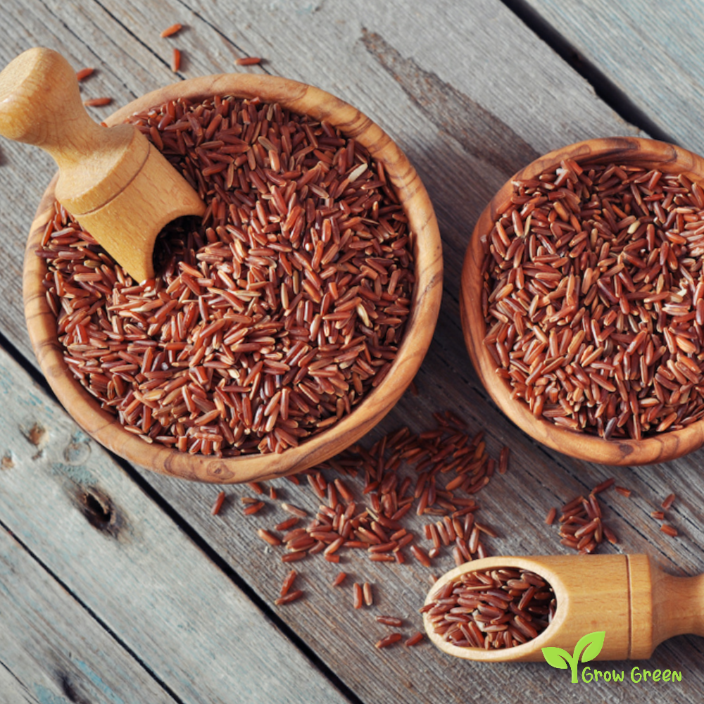 30 seeds of Tai Red Rice - ORYZA SATIVA + Gift 5 seeds of Sunflower