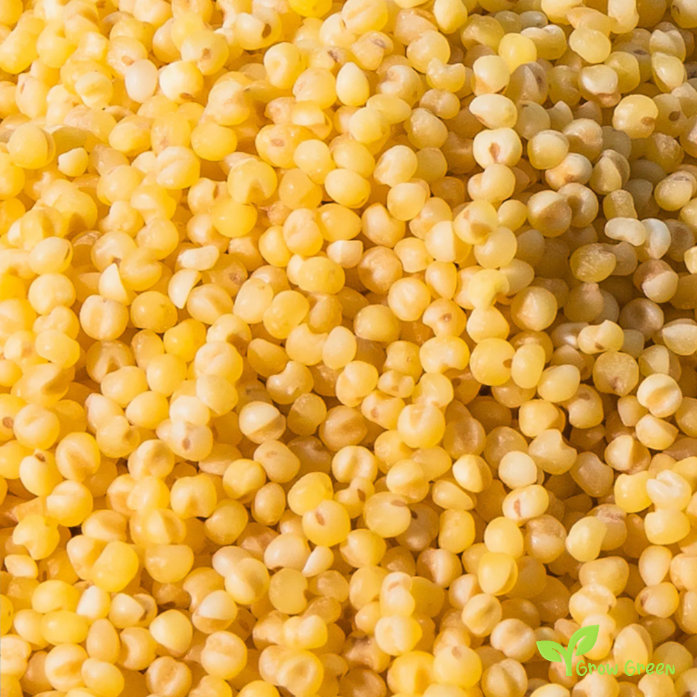 100 seeds of Yellow Millet - PANICUM MILLACEUM + Gift 5 seeds of Sunflower