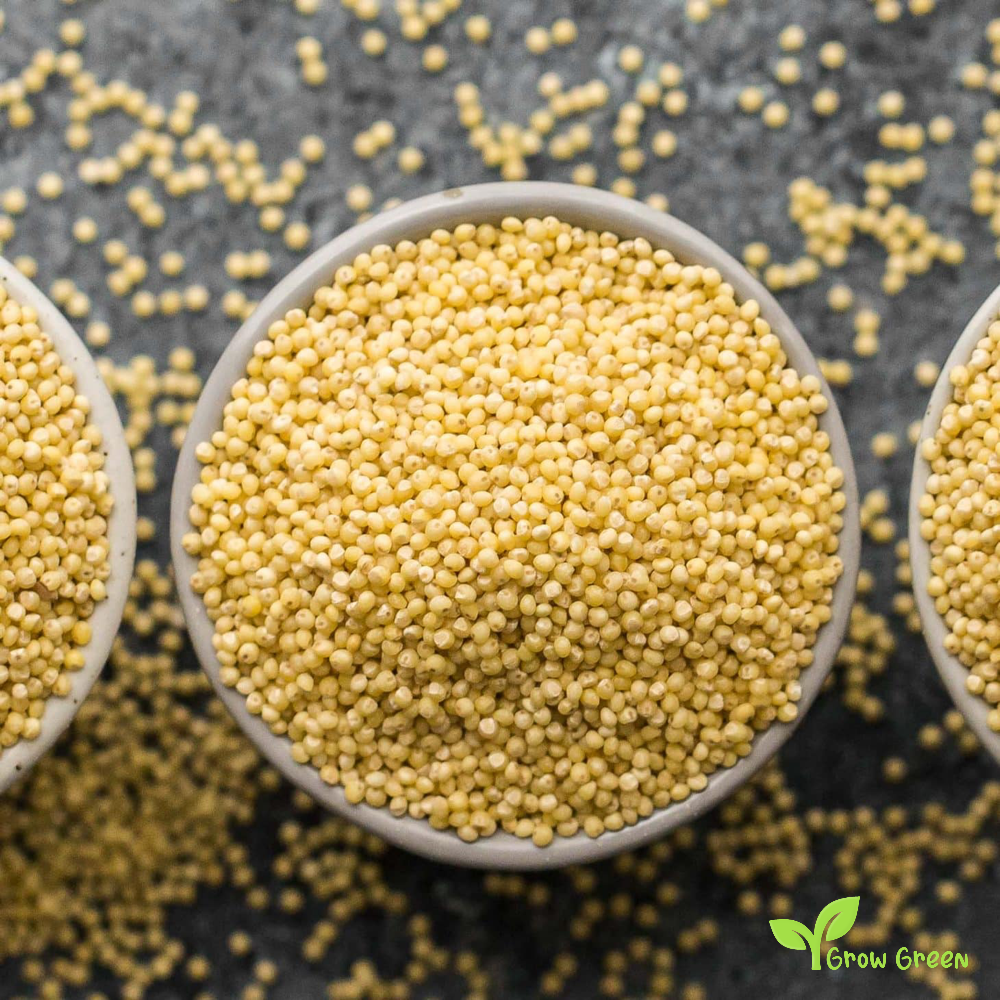 100 seeds of Yellow Millet - PANICUM MILLACEUM + Gift 5 seeds of Sunflower