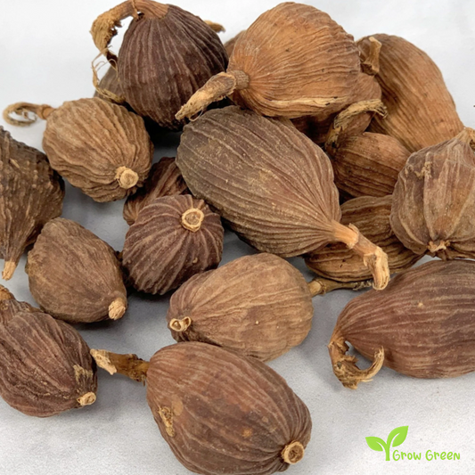 10 seeds of Cao Guo - LANXANGIA TSAOKO - Chinese Black Cardamom + Gift 5 seeds of Sunflower