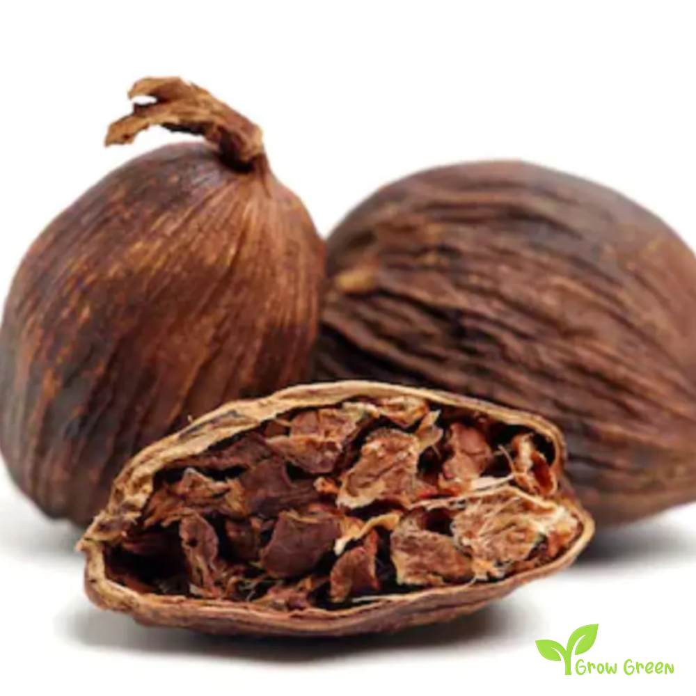 10 seeds of Cao Guo - LANXANGIA TSAOKO - Chinese Black Cardamom + Gift 5 seeds of Sunflower