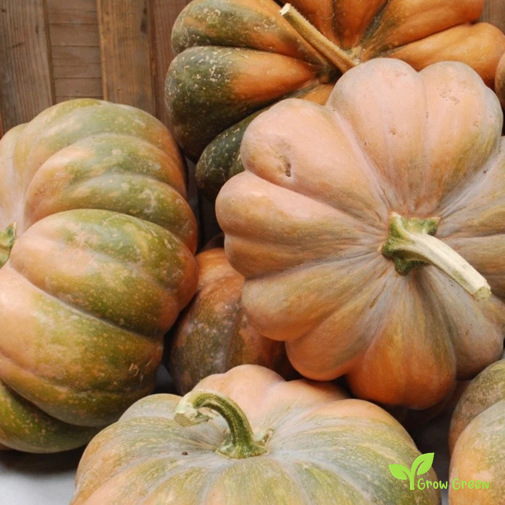 10 seeds of Buckskin Squash Pumpkin - CUCURBITA + Gift 5 seeds of Sunflower