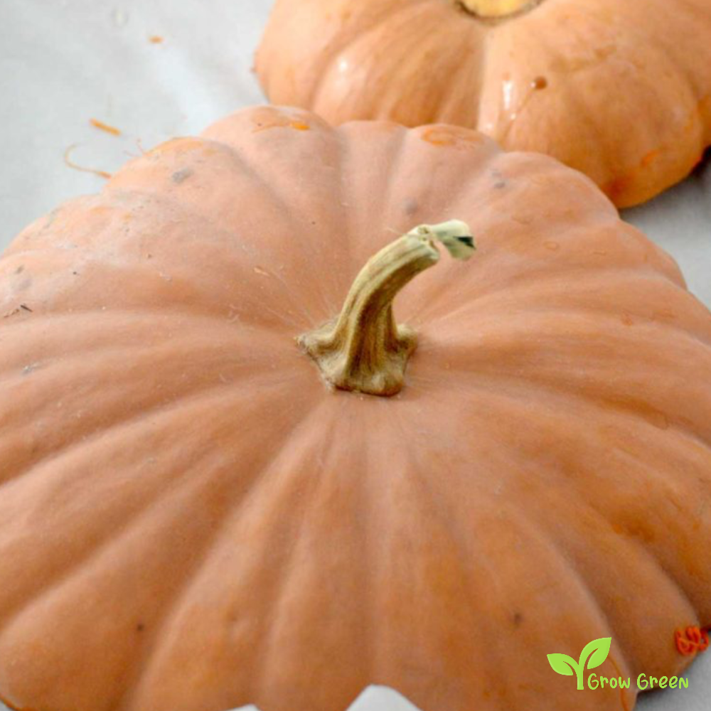 10 seeds of Buckskin Squash Pumpkin - CUCURBITA + Gift 5 seeds of Sunflower