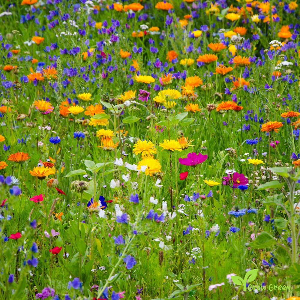 100 seeds of Wildflower - Wild Flower + Gift 5 seeds of Sunflower