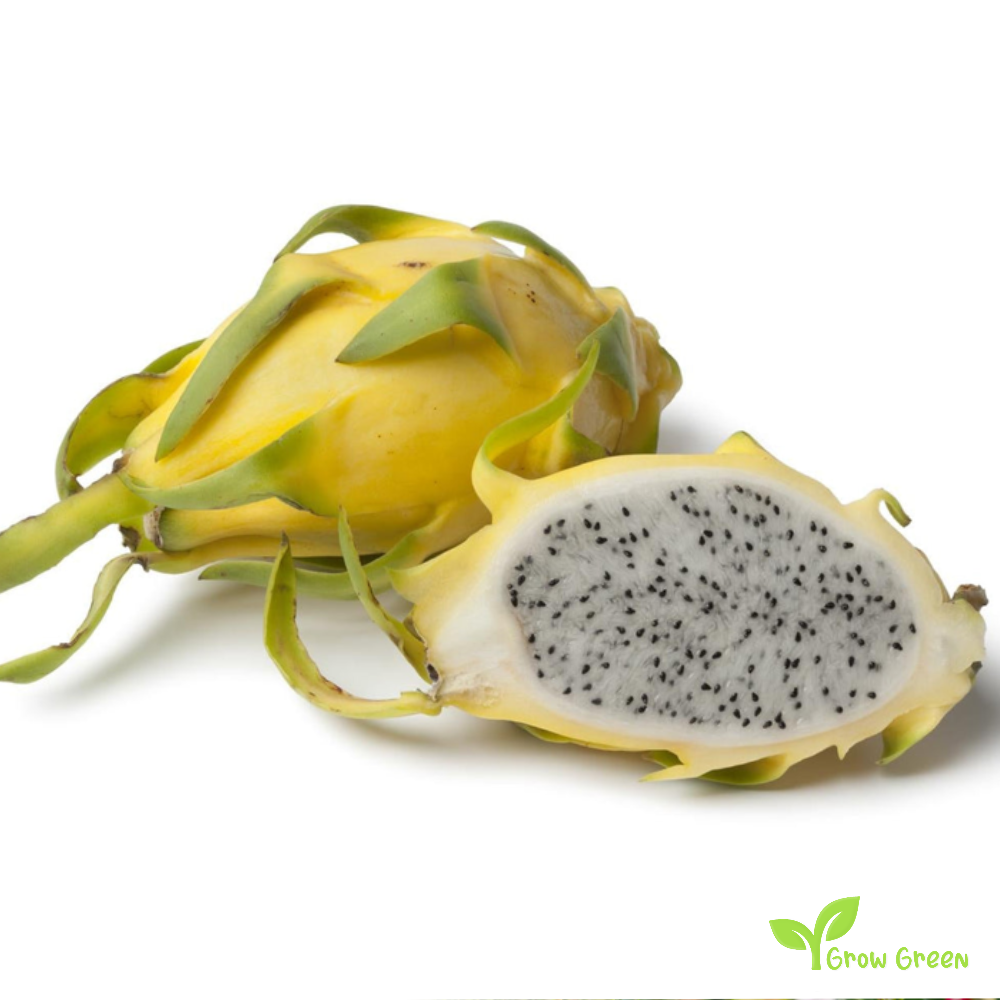 10 seeds of Yellow Dragon Fruit - HYLOCEREUS UNDATUS - White Pitahaya + Gift 5 seeds of Sunflower