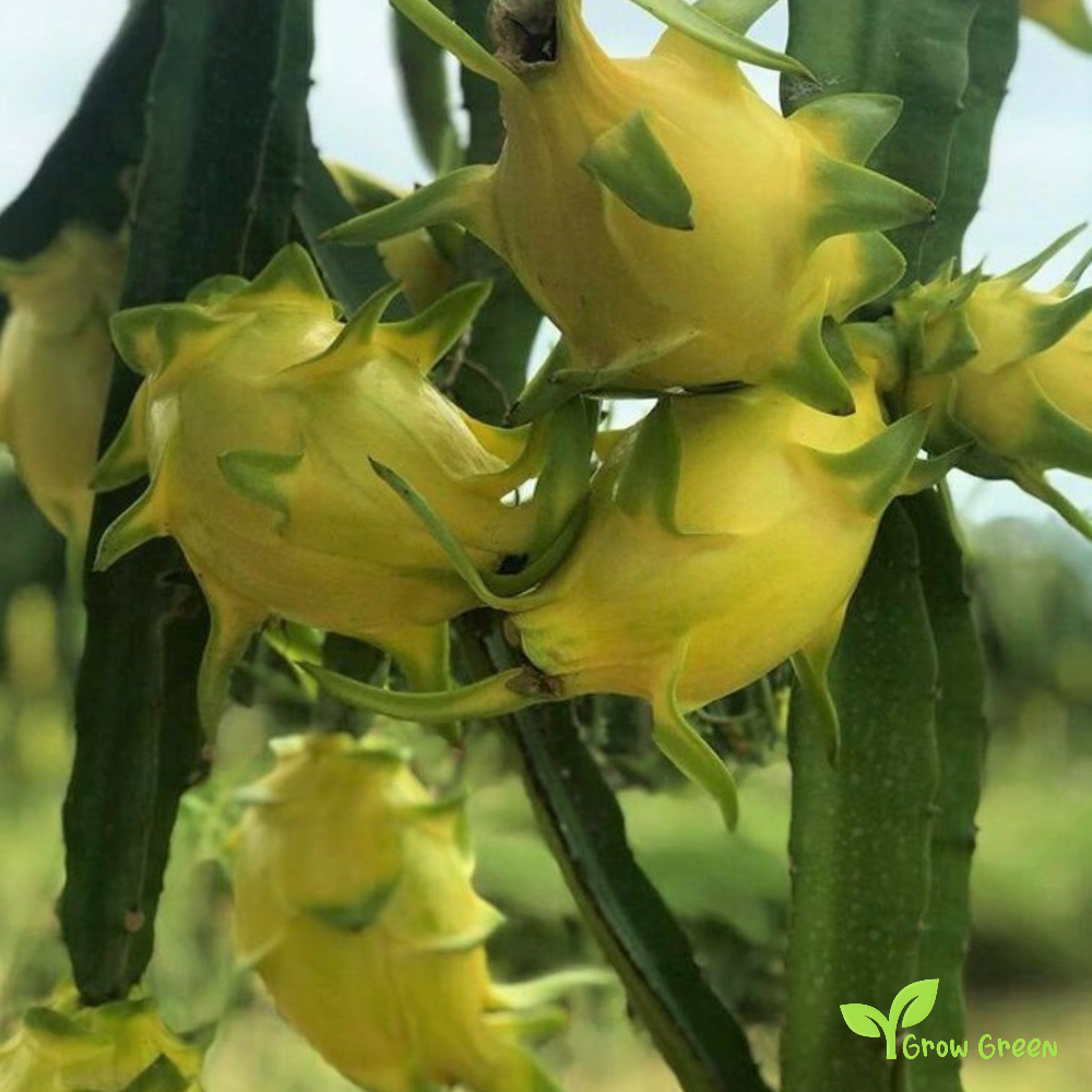 10 seeds of Yellow Dragon Fruit - HYLOCEREUS UNDATUS - White Pitahaya + Gift 5 seeds of Sunflower