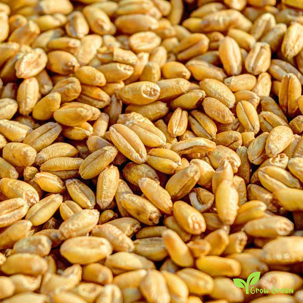 100 seeds of Wheat seeds - TRITICUM AESTIVUM + Gift 5 seeds of Sunflower