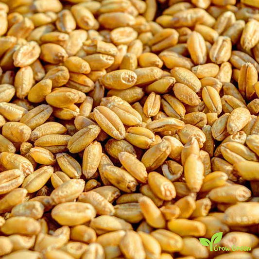 100 seeds of Wheat seeds - TRITICUM AESTIVUM + Gift 5 seeds of Sunflower