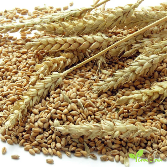100 seeds of Wheat seeds - TRITICUM AESTIVUM + Gift 5 seeds of Sunflower