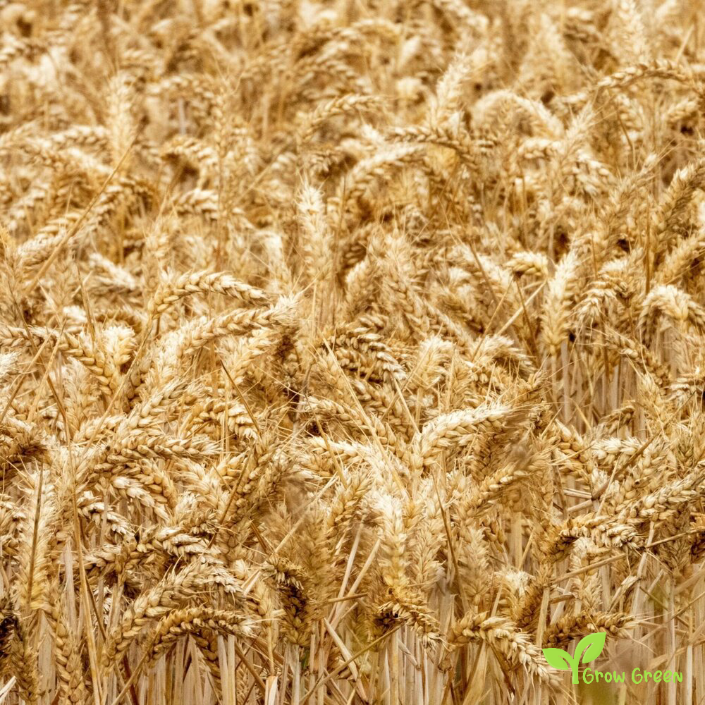 100 seeds of Wheat seeds - TRITICUM AESTIVUM + Gift 5 seeds of Sunflower