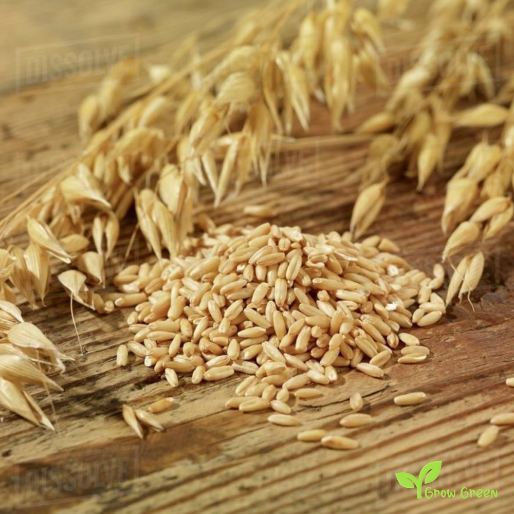 50 seeds of Oat - AVENA SATIVA + Gift 5 seeds of Sunflower