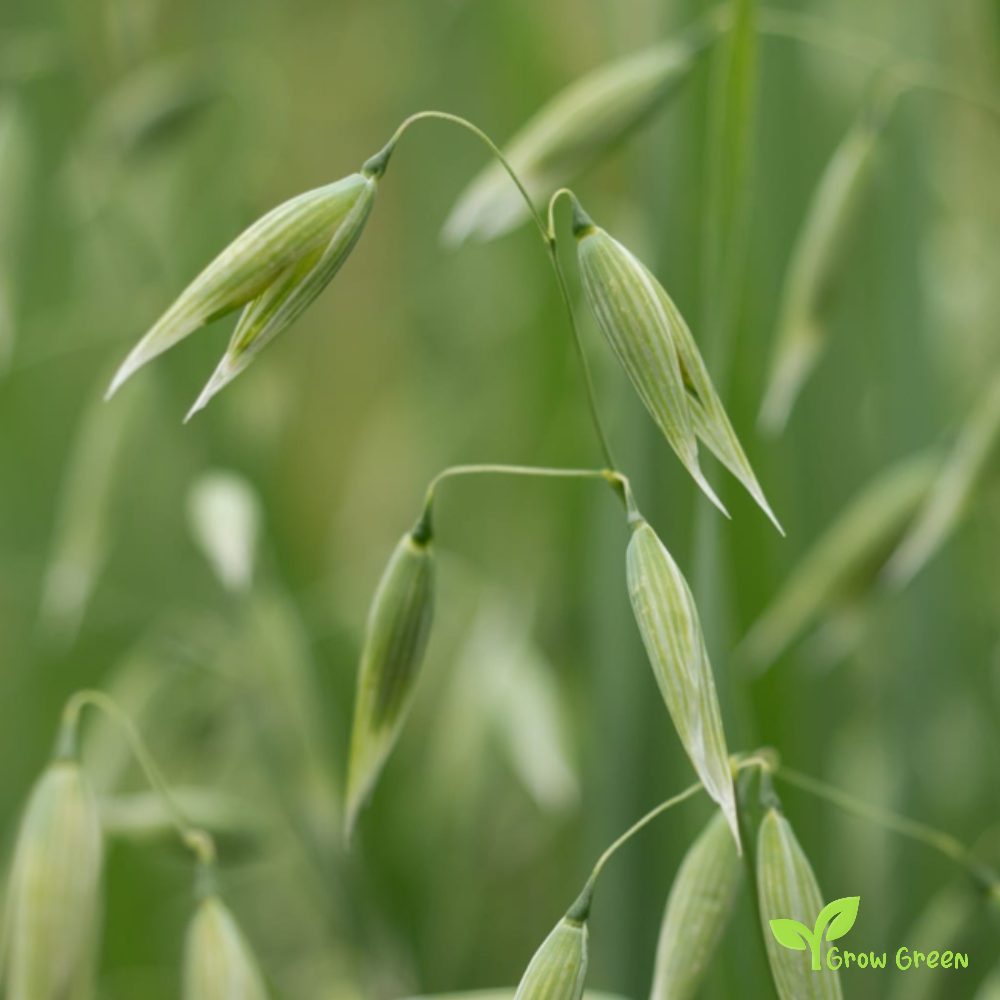 50 seeds of Oat - AVENA SATIVA + Gift 5 seeds of Sunflower