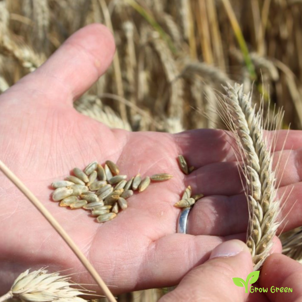100 seeds of Rye - SECALE CEREALE + Gift 5 seeds of Sunflower