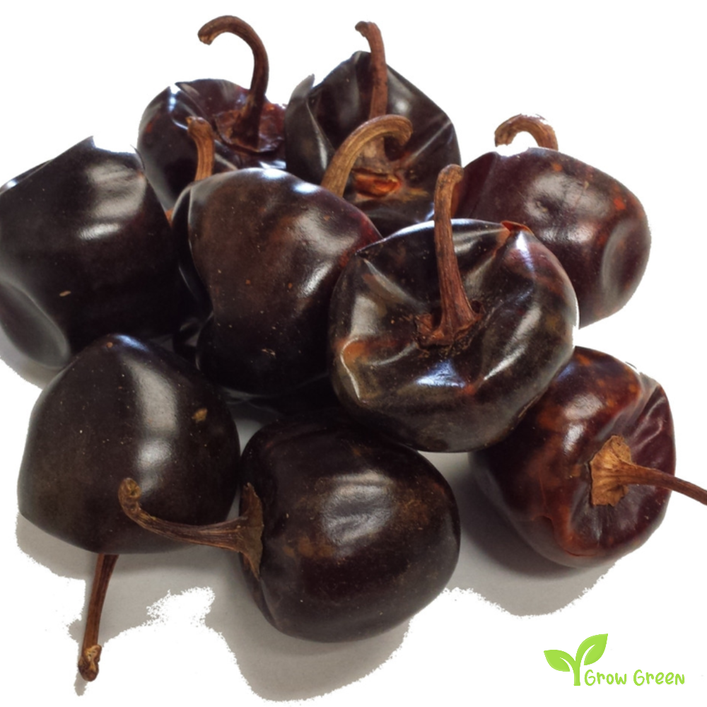 10 seeds of Cascabell Chilli Pepper - CAPSICUM ANNUUM + Gift 5 seeds of Sunflower