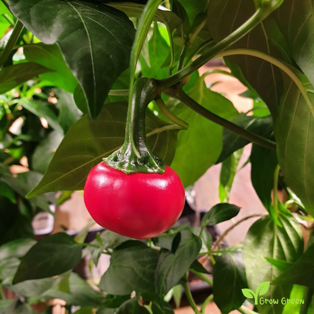 10 seeds of Cascabell Chilli Pepper - CAPSICUM ANNUUM + Gift 5 seeds of Sunflower
