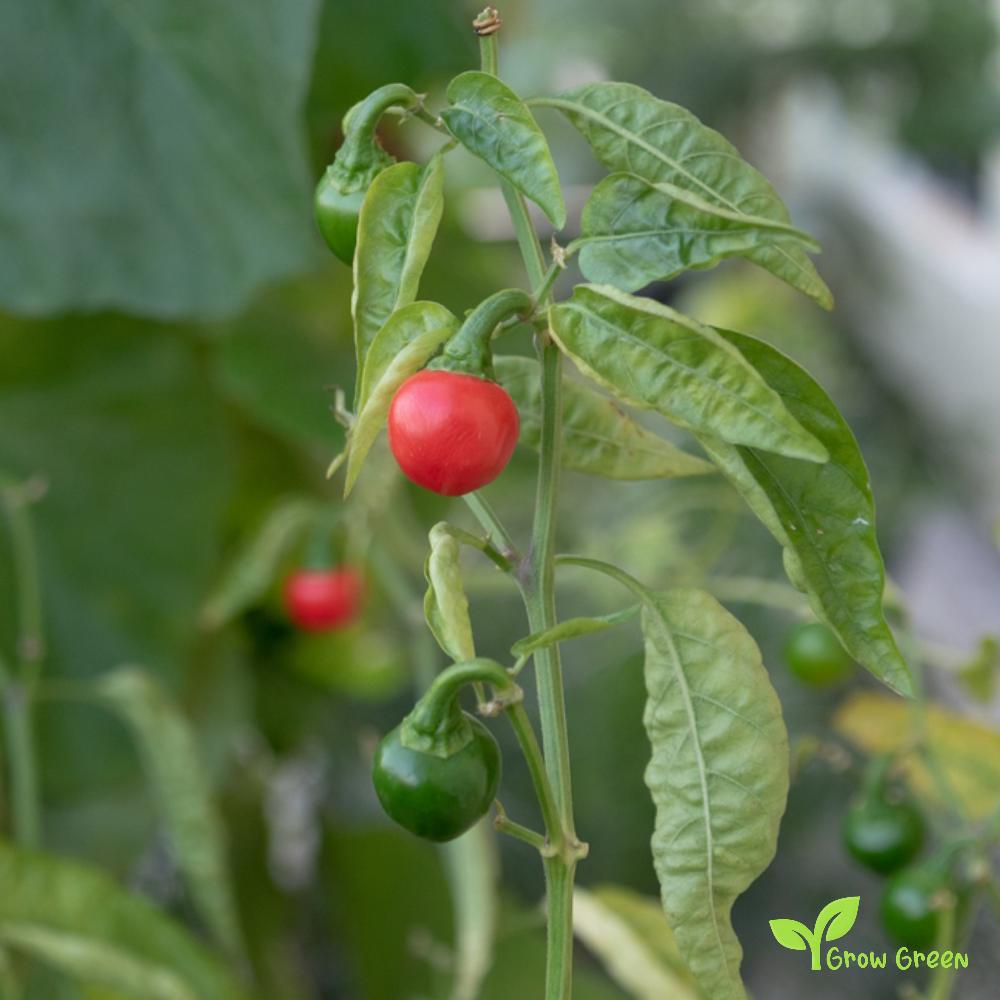 10 seeds of Cascabell Chilli Pepper - CAPSICUM ANNUUM + Gift 5 seeds of Sunflower