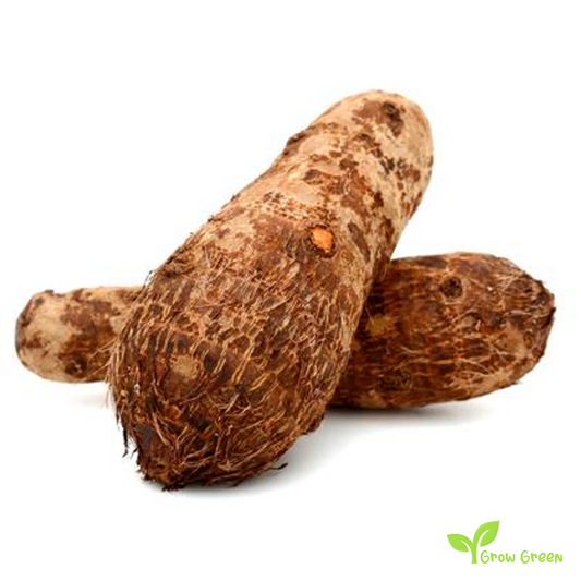1 corm Cocoyam - XANTHOSOMA SAGITTIFOLIUM + Elephant Ear + Gift 5 seeds of Sunflower
