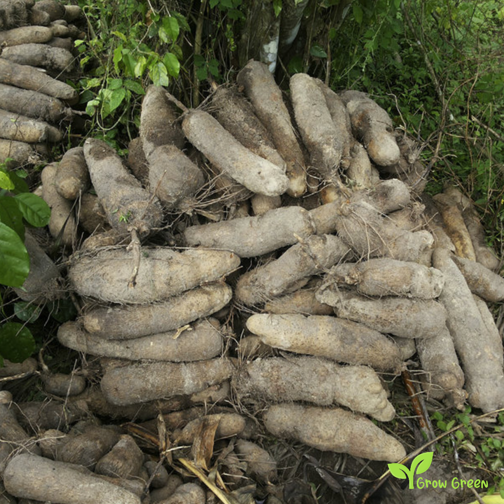 1 Giant African Yam - DIOSCOREA CAYENENSIS + Gift 5 seeds of Sunflower