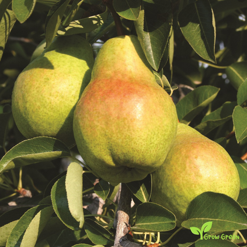 3 seeds of Williams Pear - PYRUS COMMUNIS + Gift 5 seeds of Sunflower