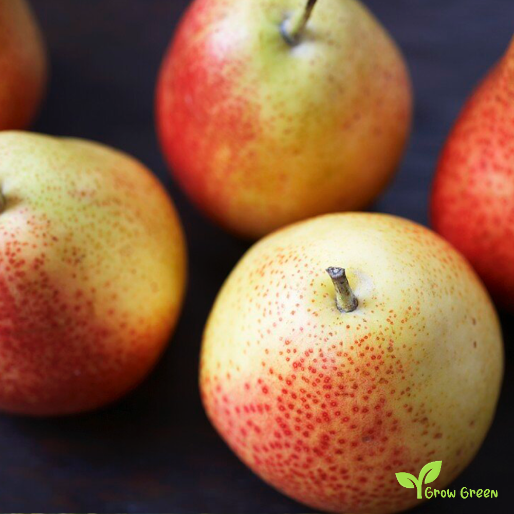 3 seeds of Forelle Pear - PYRUS COMMUNIS + Gift 5 seeds of Sunflower