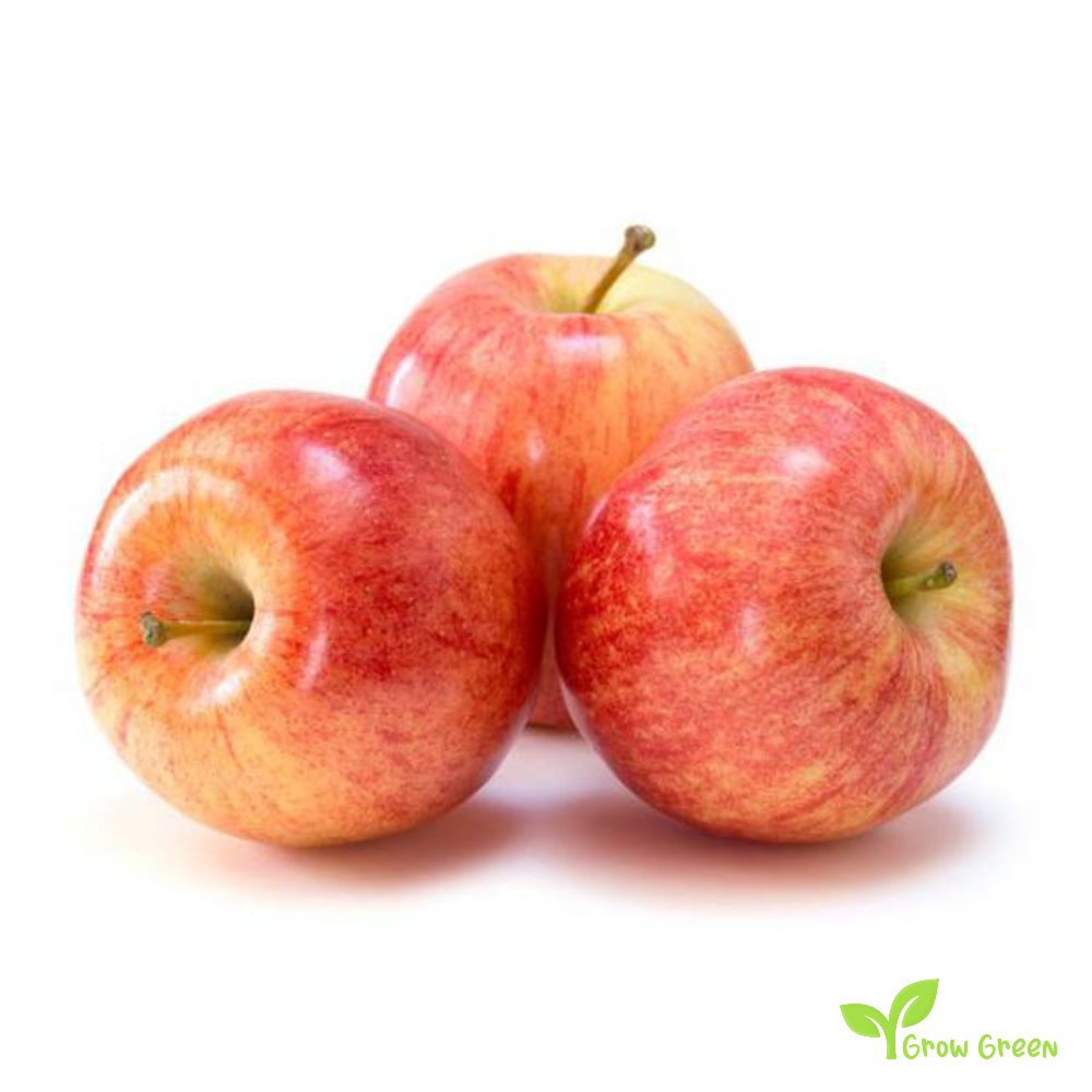 3 seeds of Gala Apple - MALUS DOMESTICA + Gift 5 seeds of Sunflower