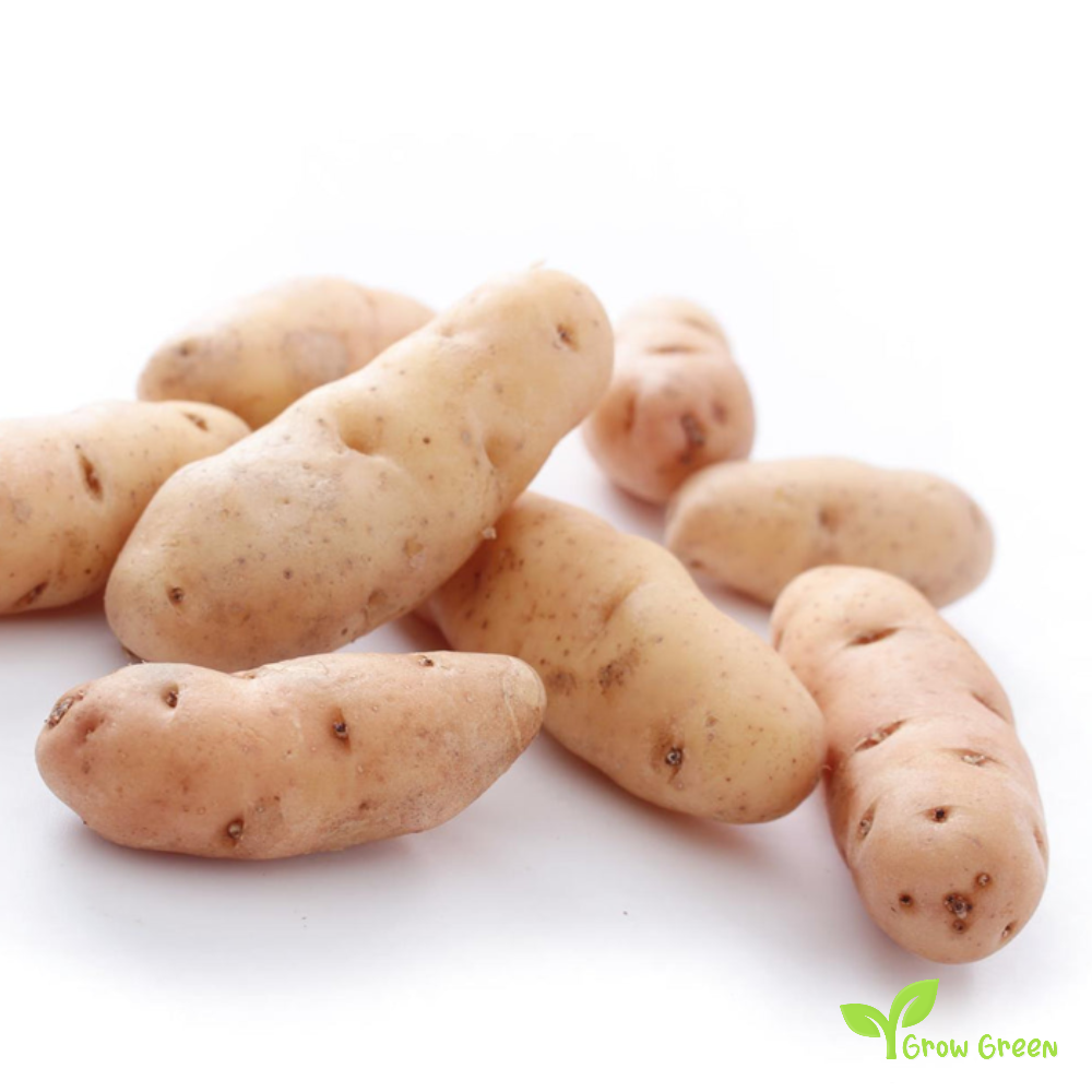 2 roots ofPink Fir Potato - SOLANUM TUBEROSUM + Gift 5 seeds of Sunflower