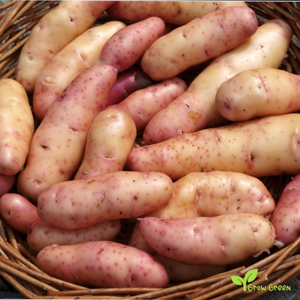 2 roots ofPink Fir Potato - SOLANUM TUBEROSUM + Gift 5 seeds of Sunflower