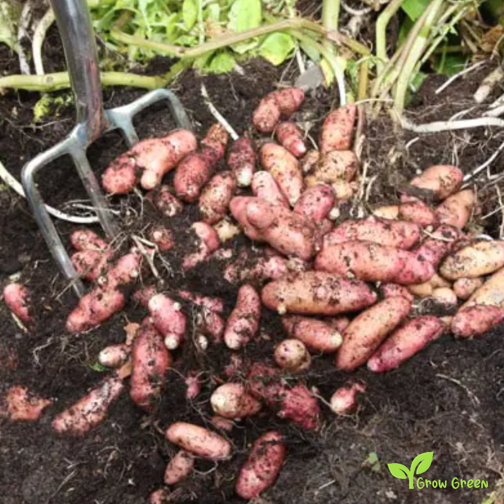 2 roots ofPink Fir Potato - SOLANUM TUBEROSUM + Gift 5 seeds of Sunflower