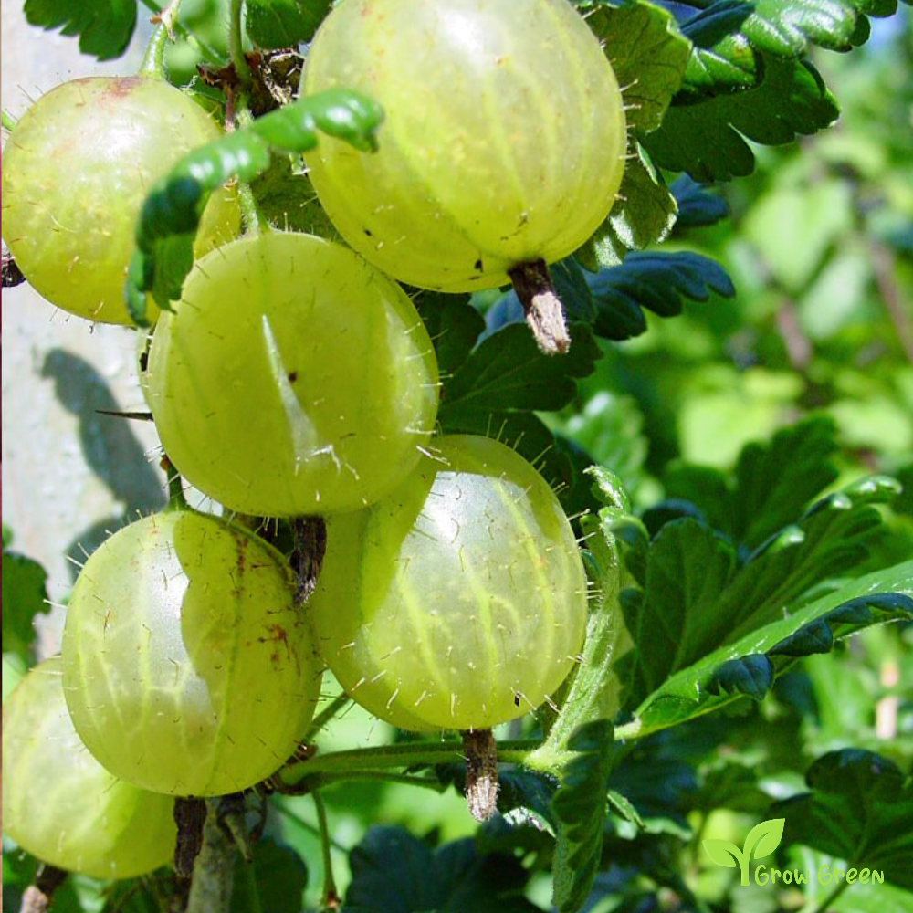 10 seeds of Green Gooseberry - RIBES UVA CRISPA + Gift 5 seeds of Sunflower