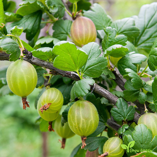 10 seeds of Green Gooseberry - RIBES UVA CRISPA + Gift 5 seeds of Sunflower