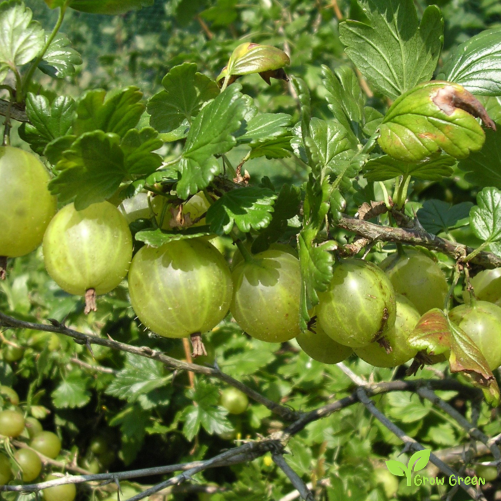 10 seeds of Green Gooseberry - RIBES UVA CRISPA + Gift 5 seeds of Sunflower