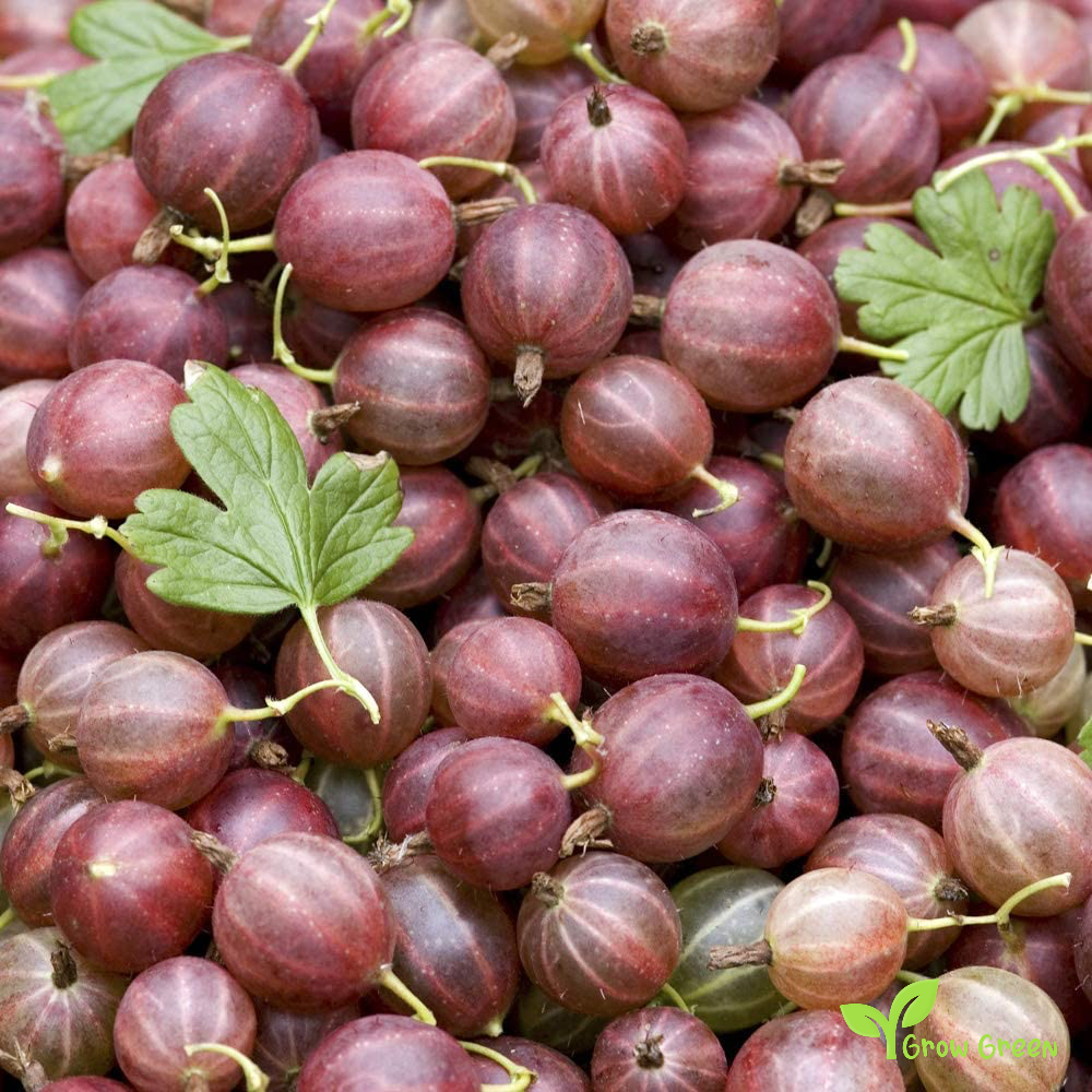 5 seeds of Red Gooseberry - RIBES UVA CRISPA + Gift 5 seeds of Sunflower