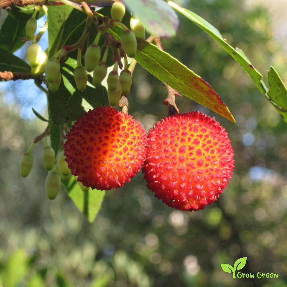 5 seeds of Strawberry Tree - ARBUTUS UNEDO + Gift 5 seeds of Sunflower