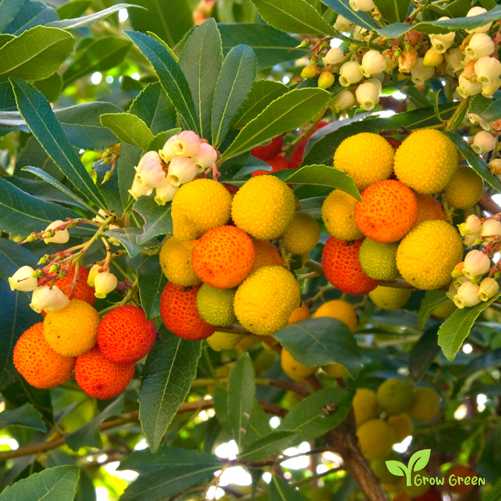 5 seeds of Strawberry Tree - ARBUTUS UNEDO + Gift 5 seeds of Sunflower