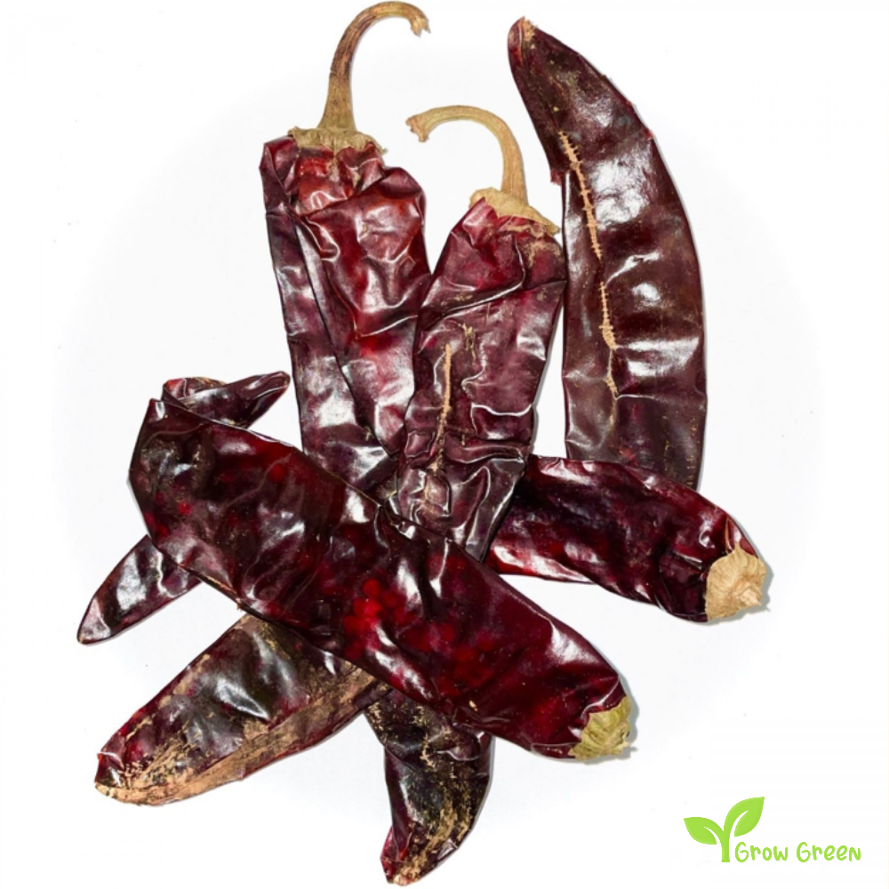 10 seeds of Guajillo Chilli Pepper - CAPSICUM ANNUUM + Gift 5 seeds of Sunflower