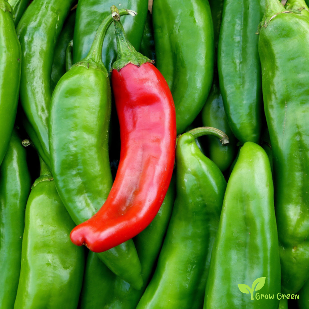 10 seeds of Guajillo Chilli Pepper - CAPSICUM ANNUUM + Gift 5 seeds of Sunflower