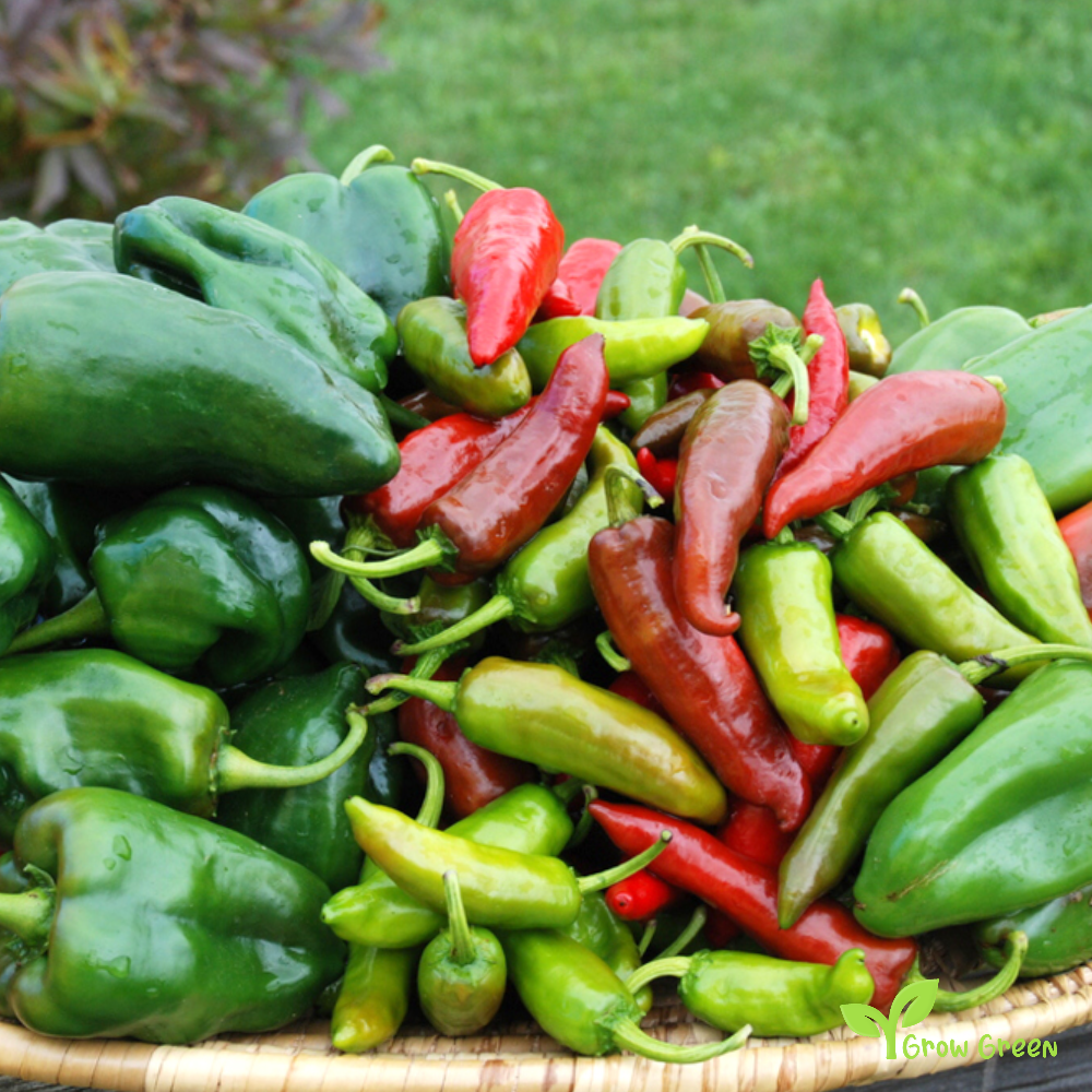 10 seeds of Yellow Amazon Chilli Pepper - CAPSICUM ANNUUM + Gift 5 seeds of Sunflower