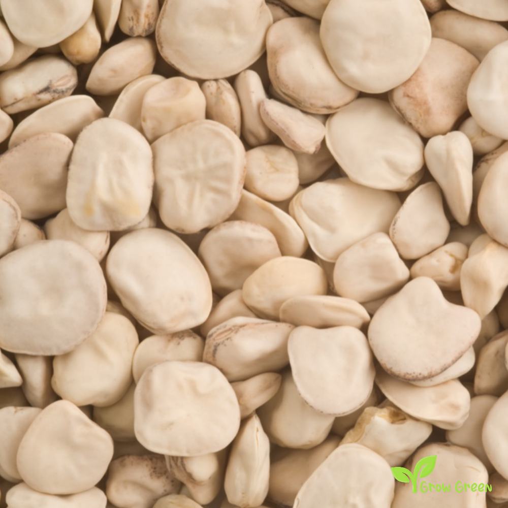 10 seeds of Cicerchia - LATHYRUS SATIVUS - Grass Pea + Gift 5 seeds of Sunflower